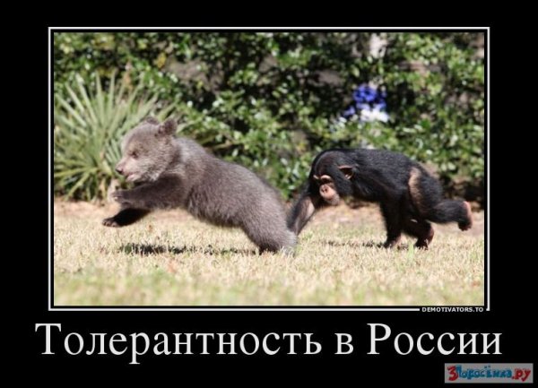 Толерантность демотиваторы