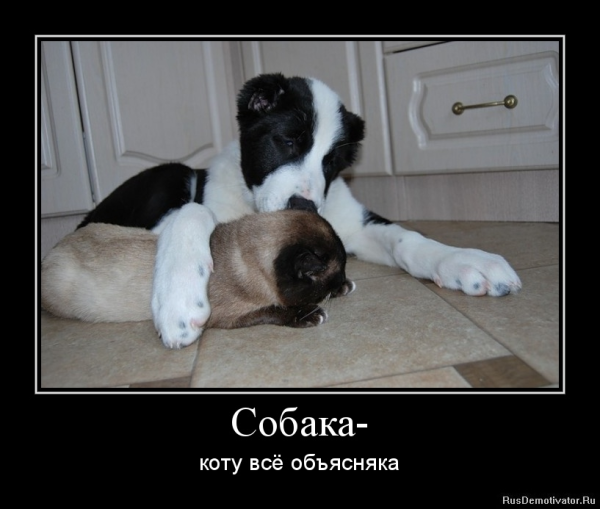 Собака демотиватор