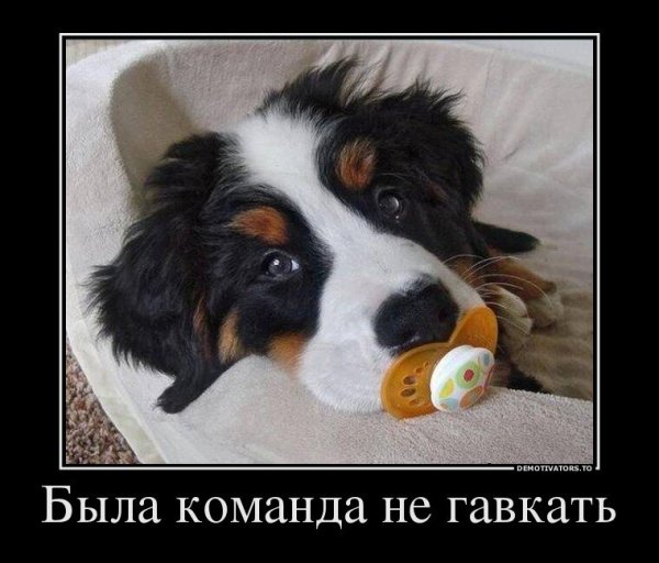Демотиваторы про собак прикольные