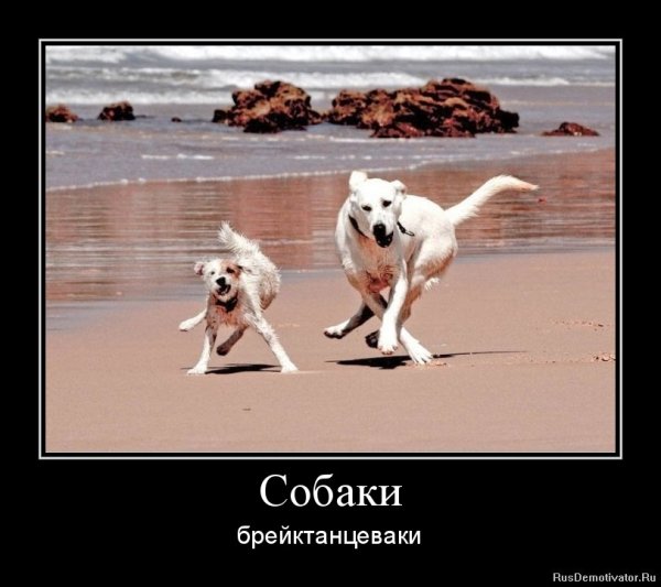 Собака демотиватор