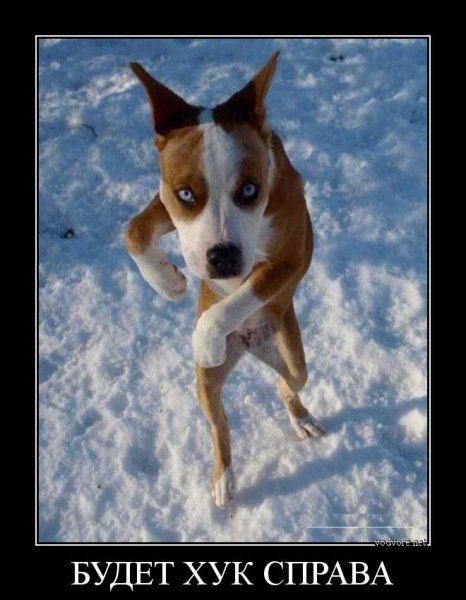 Демотиваторы про собак смешные