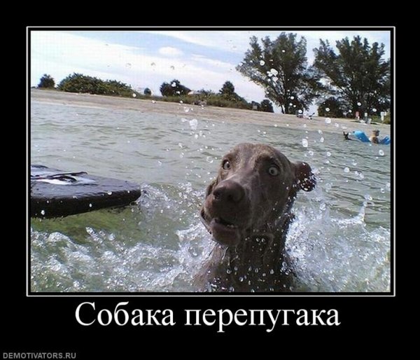 Собака демотиватор