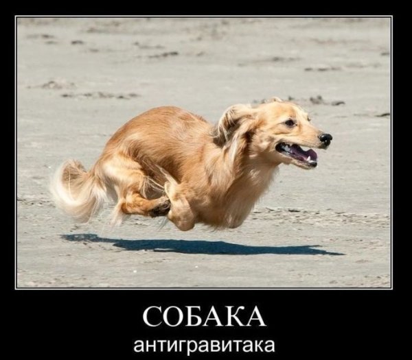 Собака демотиватор