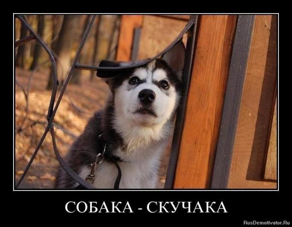 Демотиваторы про собак прикольные