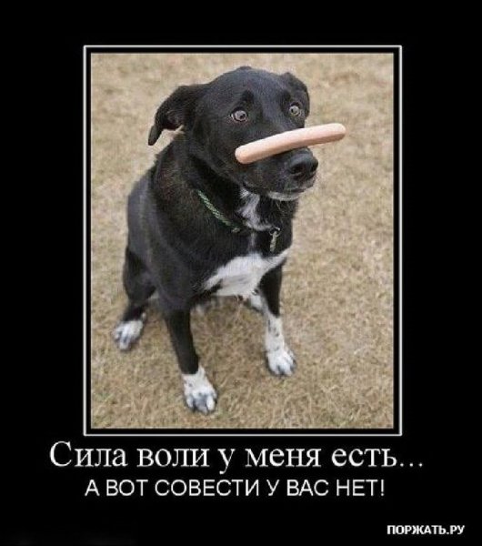 Демотиваторы про собак смешные