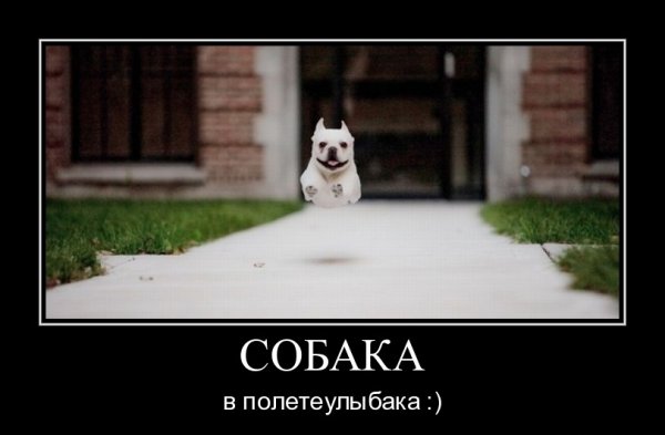 Собака-улыбака демотиватор