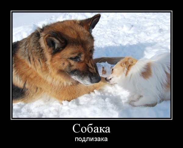 Собака демотиватор