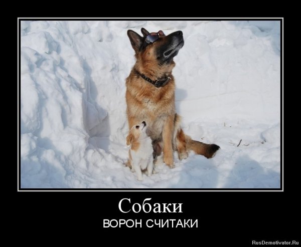 Демотиваторы про собак прикольные