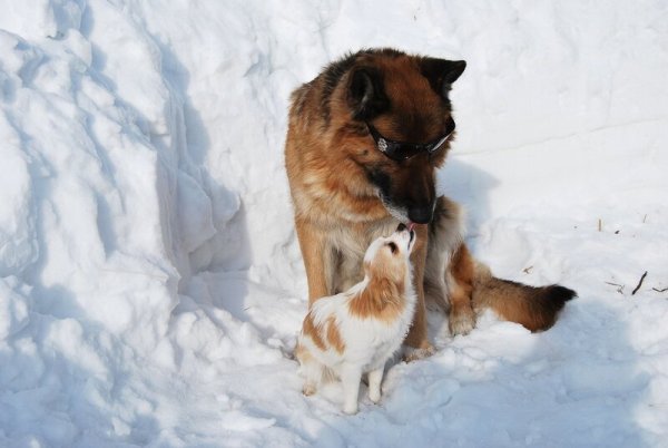 Собака демотиватор