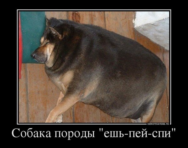 Собака демотиватор