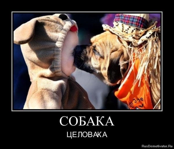 Демотиваторы про собак прикольные