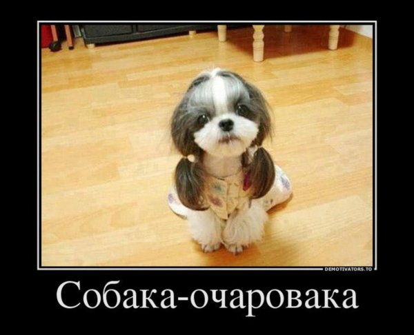 Шутки про собак
