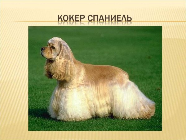 Демотиваторы про собак смешные