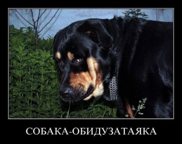 Собака демотиватор