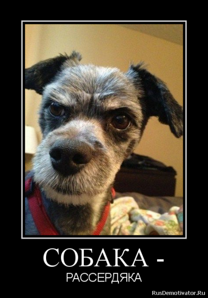 Собака демотиватор
