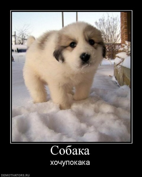 Щенок демотиватор