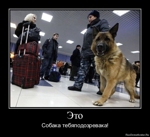 Собака демотиватор