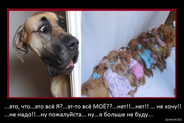 Демотиваторы про собак смешные