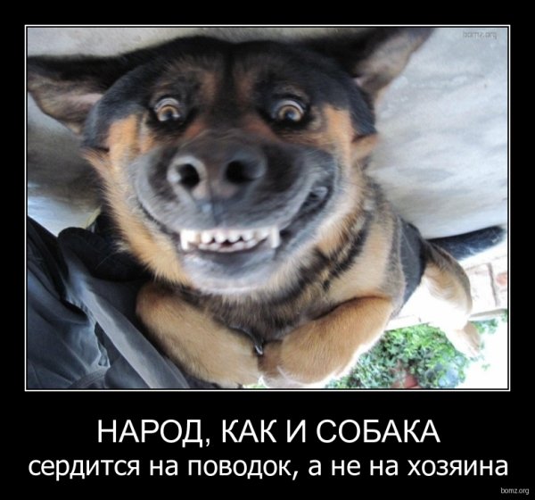 Собака улыбака и другие