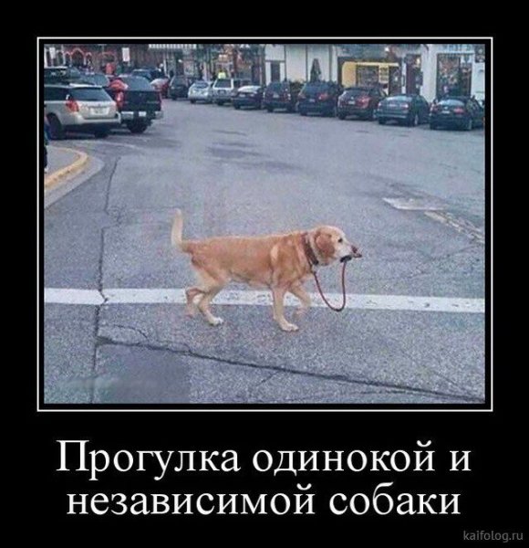 Демотиваторы про собак смешные