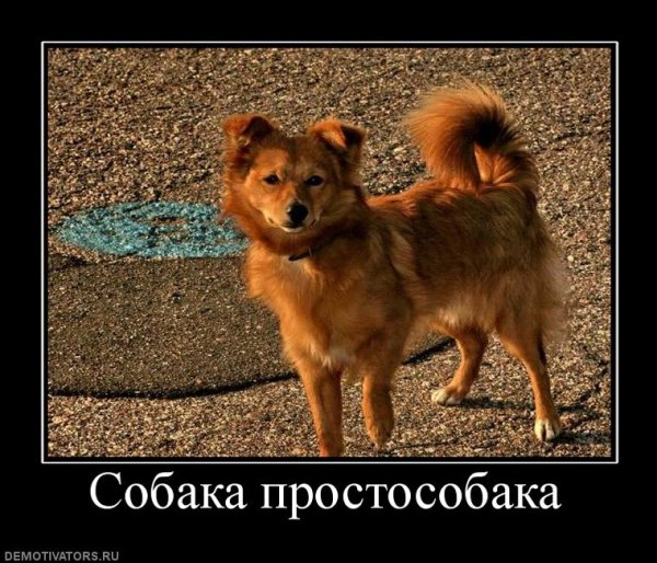 Собака-улыбака демотиватор