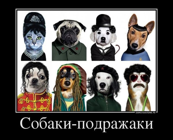 Собака демотиватор