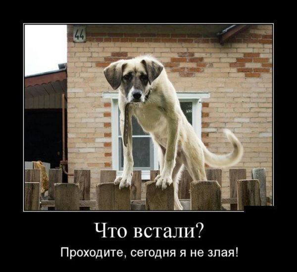 Демотиваторы про собак прикольные
