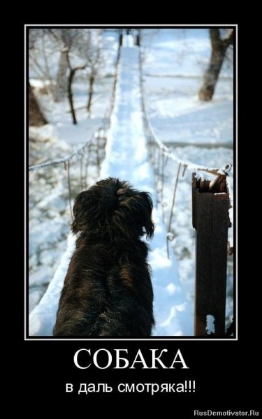 Щенок демотиватор
