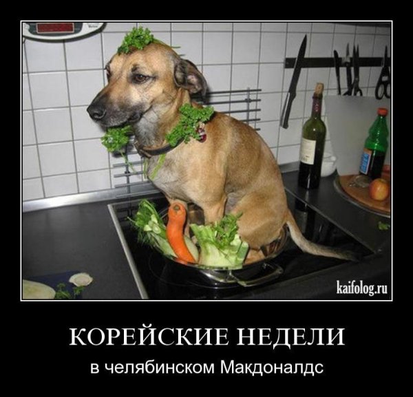 Собака демотиватор