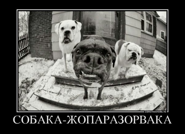 Демотиваторы про собак прикольные