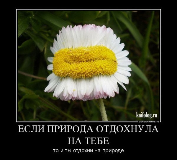 Смешная Ромашка