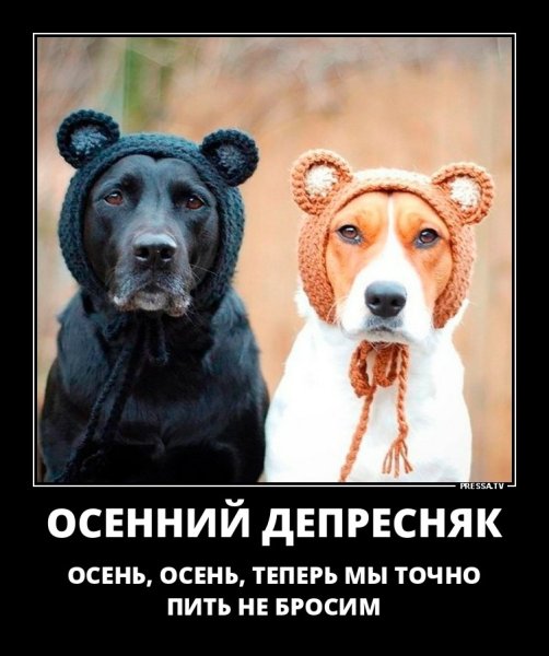Лучшие демотиваторы