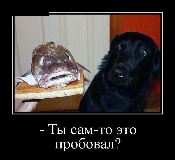 Прикольные демотиваторы