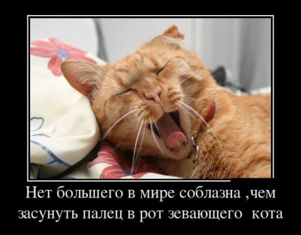 Смешные лошади