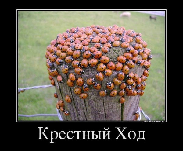 Весёлые картинки демотиваторы