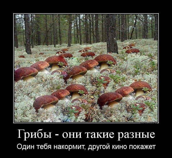 Грибы прикол