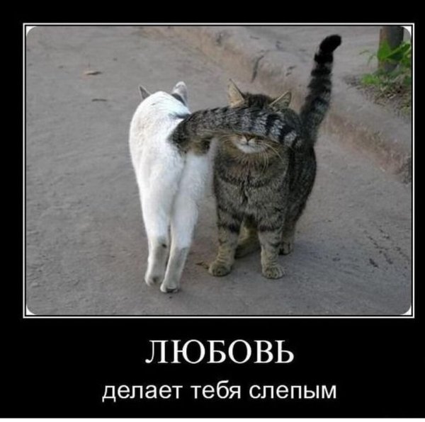 Прикольные демотиваторы