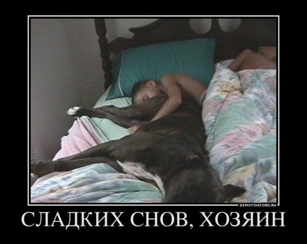 Демотиватор сладких снов