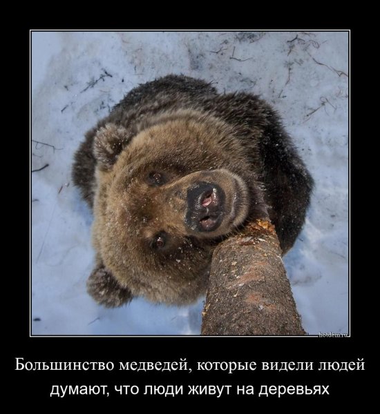 Демотиватор медведь (46 фото)