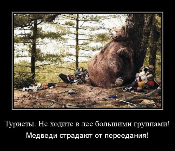 Медведь демотиватор