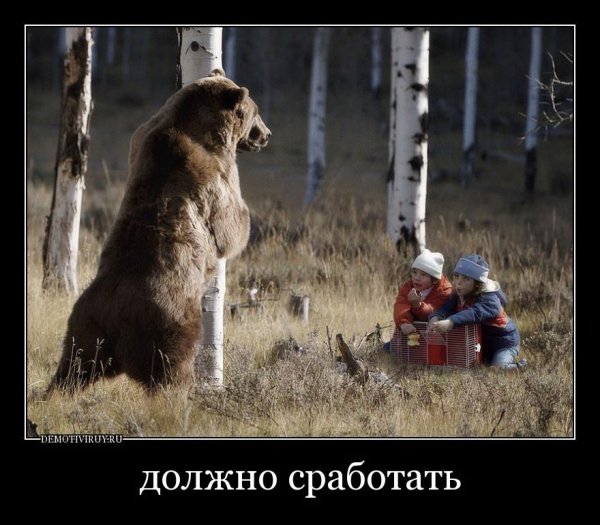 Шутки про медведя