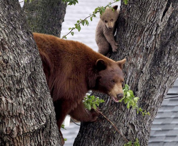 Медведь демотиватор