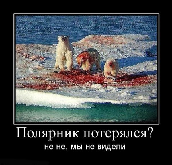 Медведь демотиватор