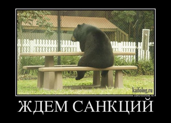 Медведь демотиватор