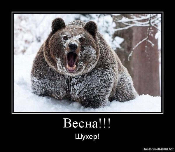 Медведь прикол