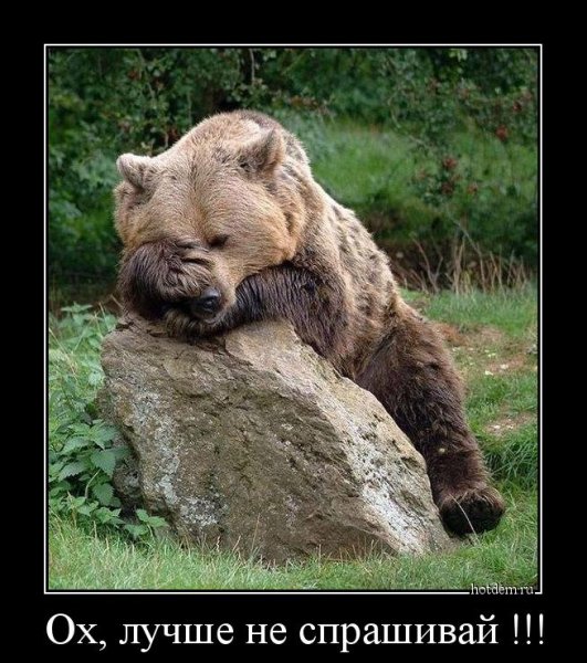 Медведь фейспалм