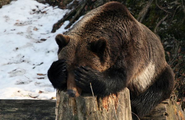 Медведь прикол
