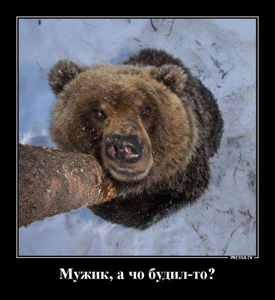 Белый медведь демотиватор