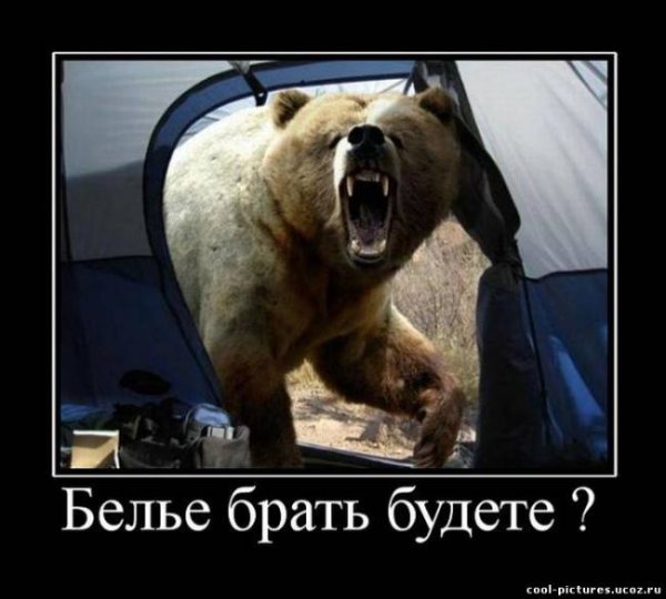 Демотиваторы с медведем смешные