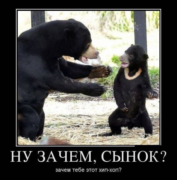 Демотиваторы с медведем смешные